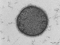 Ученые разработали разлагаемый 