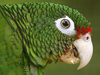Дикие попугаи перенимают пищевые привычки друг у друга