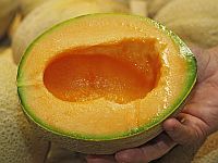 Экстракт грибов может заменить синтетические удобрения и улучшить вкус томатов и дынь