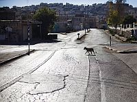 Times of Israel: в арабской деревне вновь избита сторожевая собака, полиция ищет нападавшего