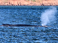 Завершение спасательной операции: горбатый кит Тимми выпущен в Северное море