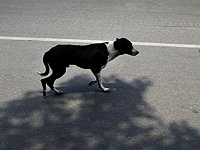 В Модиин-Илите выявлена зараженная бешенством собака