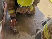 В Негеве пожарные спасли котят из горящей постройки