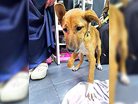 Выявлена собака с бешенством, с которой контактировало множество людей в Иерусалиме и Тель-Авиве