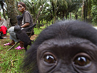 Шимпанзе и бонобо заводят друзей так же, как люди
