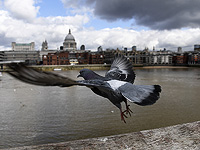 Секрет навигационной способности голубей скрывается в их печени