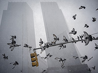 Мастурбация у птиц – естественное явление, и 