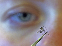 Средство от насекомых может привлекать комаров