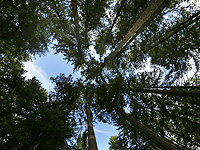 Израильские ученые показали, как растения адаптируются к повышению глобальной температуры