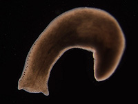 Ученые обнаружили 