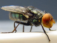 В США впервые за десятилетия выявили плотоядного паразита муху-винтореза