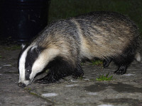 Зараженный бешенством барсук обнаружен в Верхней Галилее