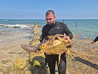 На пляже Хайфы спасли морскую черепаху, запутавшуюся в леске