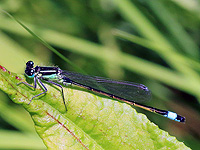 Стрекозы помогут инженерам создавать чистый насыщенный цвет без токсичных красителей