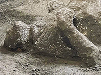 В ходе раскопок в Помпеях обнаружен скелет лошади в Доме целомудренных Влюбленных