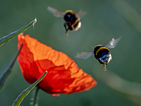 В новом эксперименте шмели продемонстрировали развитые навыки решения проблем