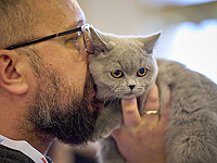 Проживание с кошками не усугубляет астму, показало исследование