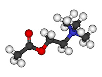 Ученые обнаружили химическое вещество в мозге, которое помогает избавиться от вредных привычек