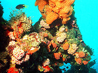 У кораллов есть гормональные часы, управляемые теми же гормонами, что и у человека