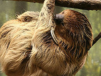 Ученые раскрыли гены, определяющие медлительность ленивцев