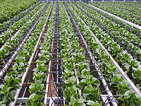 Amazon оплачивает внедрение израильской технологии в индийском сельском хозяйстве
