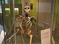 Древние люди намеренно использовали огонь почти 1,8 миллиона лет назад