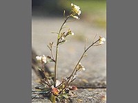 Как растения восстанавливаются после травм. Израильское исследование