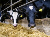 Закупочные цены на молоко в Израиле снизятся на 2,5%