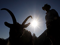 Козы могут находить пищу, следуя за человеческим голосом, исследование