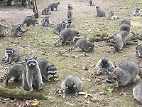 Еноты связаны с появлением новых бактерий, вызывающих пищевые отравления