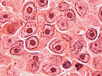 Ученые разработали новый инструмент для визуализации 