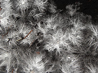 Подземные грибницы имеют протяженность более 100 квадриллионов километров, исследование