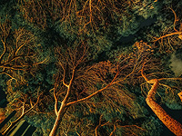 Деревья могут накапливать меньше углерода, способствующего глобальному потеплению, чем ожидалось