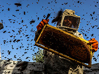 Медоносные пчелы своим танцем передают не только информацию, но степень ее надежности