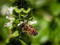 Пчелы производят специальное 