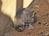 Пограничники спасли детеныша полосатой гиены, упавшего в дренажный канал