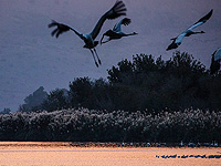 Израильские ученые показали, как миграция хищников влияет на эволюцию на разных континентах