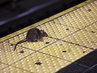 На борту прибывшего из Греции самолета Arkia обнаружили крыс