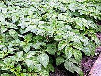 Листья картофеля, как чуткие датчики, выявили скрытое загрязнение воздуха 