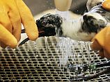 BP заплатит 7,8 миллиарда долларов компенсаций пострадавшим за разлив нефти