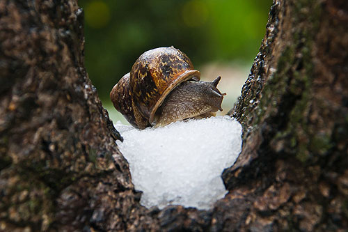 Иерусалим. Улитка на снегу. 2 марта 2012. Фото: Григорий Фрид Иерусалим. Улитка на снегу. 2 марта 2012. Фото: Григорий Фрид