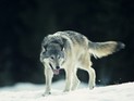 Бешеный волк нагрянул в тувинское село: 6 человек пострадали от укусов