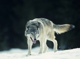 Бешеный волк нагрянул в тувинское село: 6 человек пострадали от укусов
