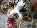30 котов и кошек на юге Израиля заразились птичьим гриппом