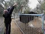 В зоопарке Хан-Юниса содержатся 65 пока еще живых животных: страусы, обезьяны, черепахи, олени, ламы, лев и тигр. 