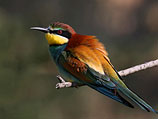 Золотистая щурка (Merops apiaster)