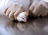 Японские ученые создали функционирующую человеческую печень из стволовых клеток