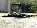 Перестрелка палестинских беженцев с ливанскими военными: есть жертвы