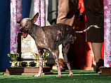На конкурсе World's Ugliest Dog в Калифорнии