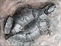 Ученые нашли окаменелости черепах, умерших во время совокупления